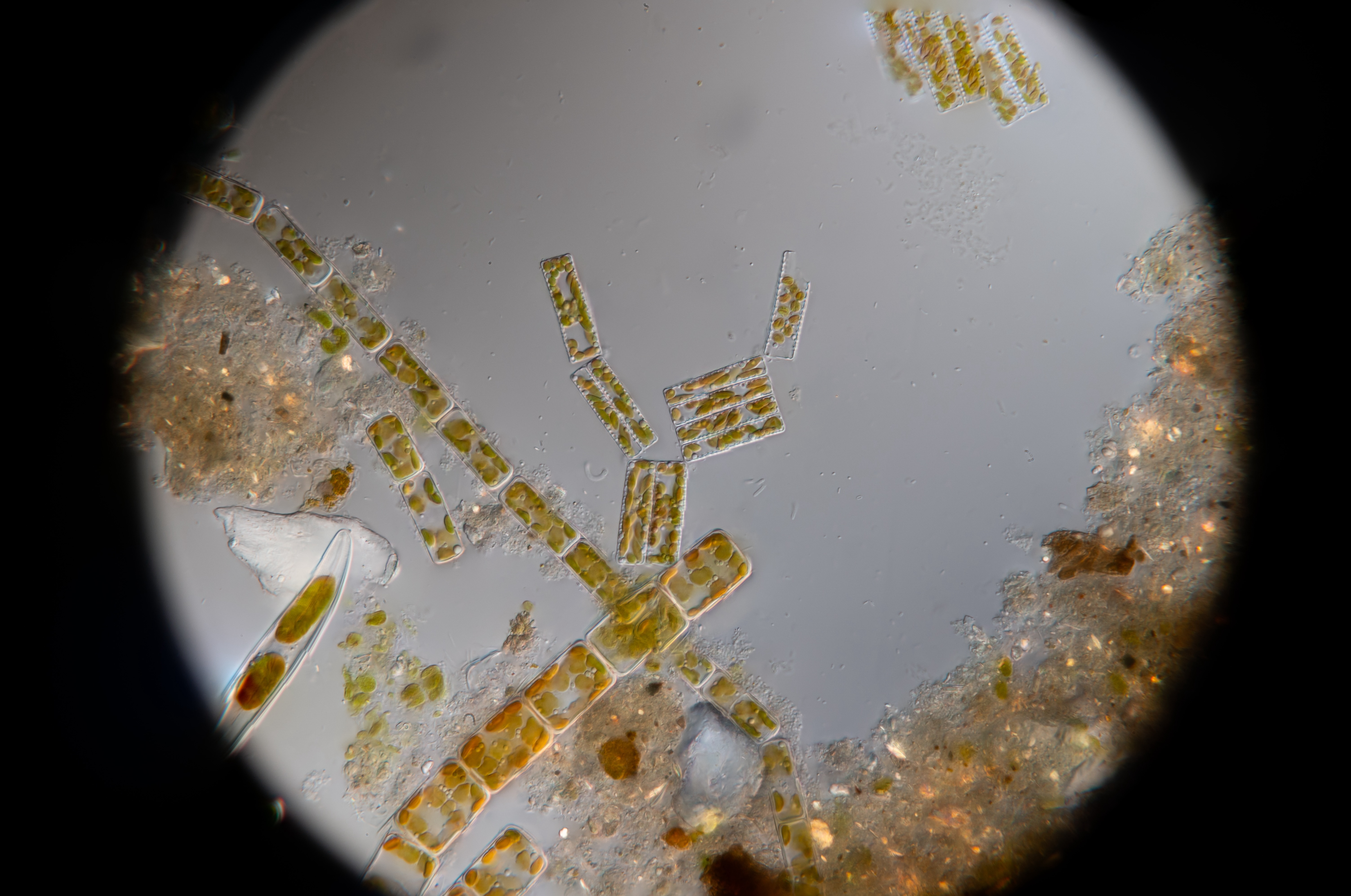 Diatom 2